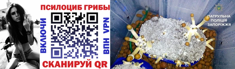 Псилоцибиновые грибы Cubensis  Данилов 